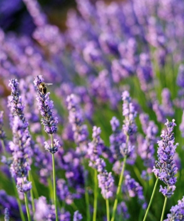 French Lavender - Lavandula stoechas - Trees by Post
