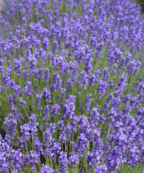 Hidcote Lavender - Lavandula angustifolia ‘Hidcote’ - Trees by Post