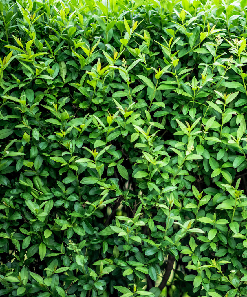 Common Privet - Ligustrum vulgare - Trees by Post