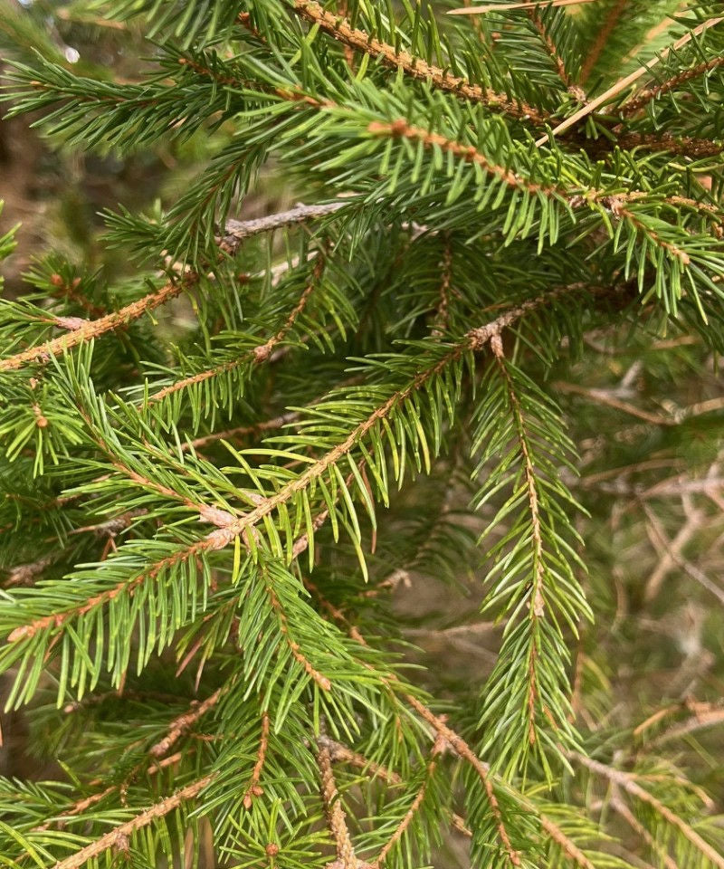 Send a Tree Gift UK – Eco-Friendly Gifts That Last