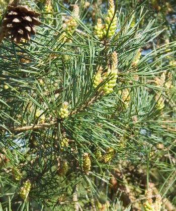 Scottish Tree Mix - Trees by Post