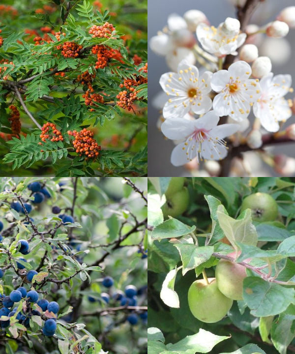 Preserves, Jam & Jelly Tree Mix - Trees by Post