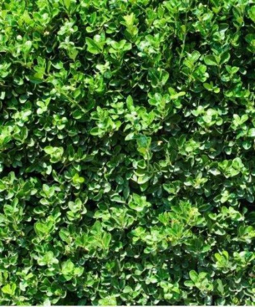 Privet Hedge - Ligustrum vulgare - Trees by Post