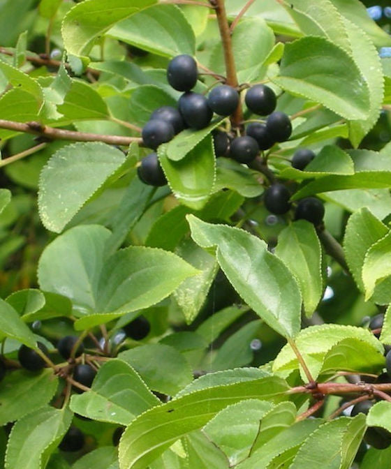 Purging Buckthorn - Rhamnus cathartica - Trees by Post