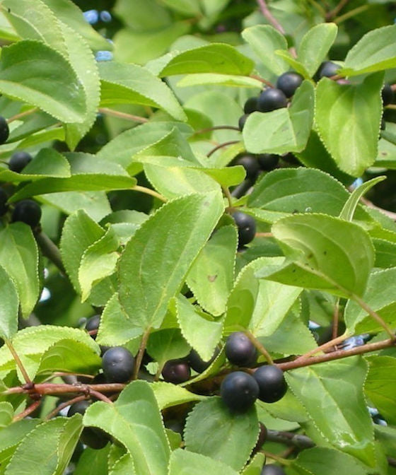 Purging Buckthorn - Rhamnus cathartica - Trees by Post