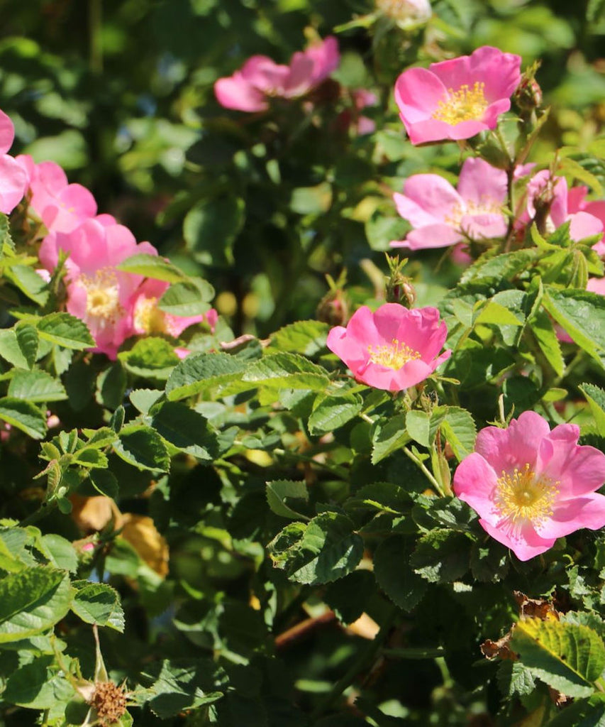 Sweet Briar Rose Hedging - Rosa rubiginosa - Trees by Post