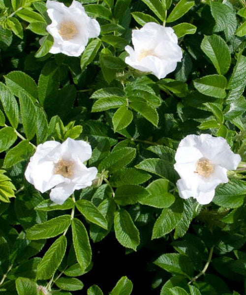 White Ramanas Rose Hedging - Rosa rugosa alba - Trees by Post