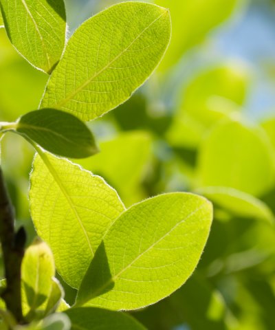 Bee Friendly Tree Mix - Trees by Post