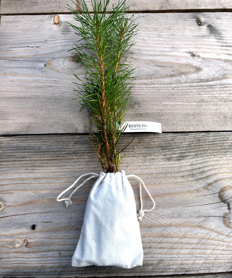 Scots Pine Tree Gift | Native Sapling Delivered UK-Wide