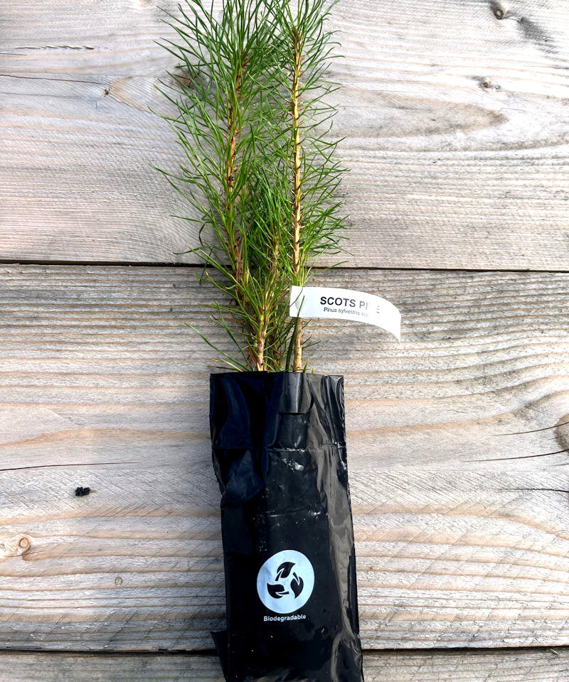Scots Pine Tree Saplings | Native UK Evergreen Trees for Sale