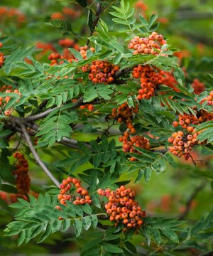 Preserves, Jam & Jelly Tree Mix - Trees by Post