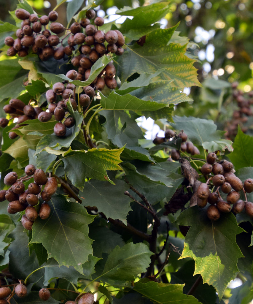 Wild Service Tree - Sorbus torminalis - Trees by Post