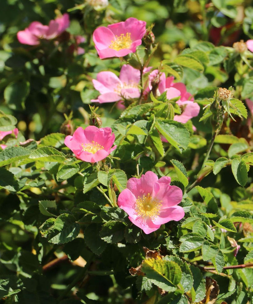 Sweet Briar Rose Hedging - Rosa rubiginosa - Trees by Post