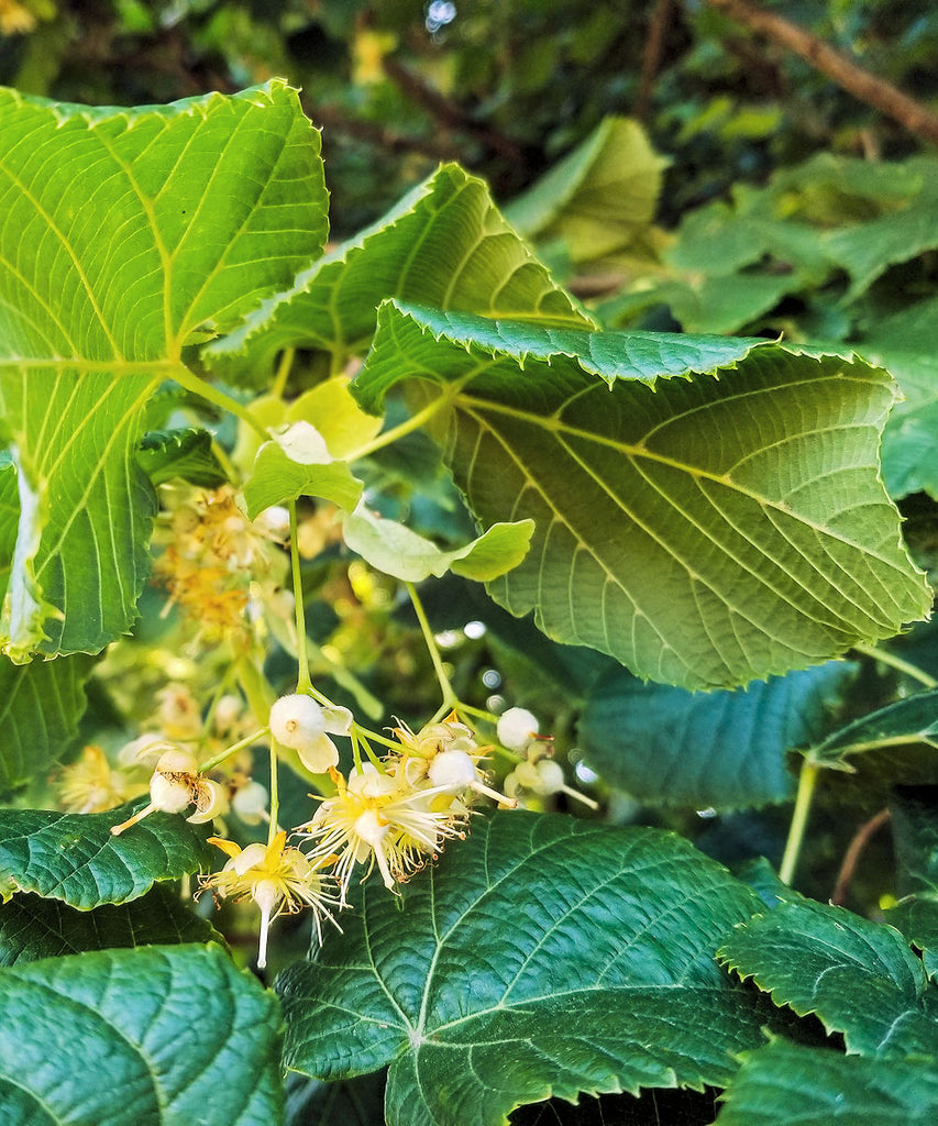 Large-Leaved Lime - Tilia platyphyllos - Trees by Post