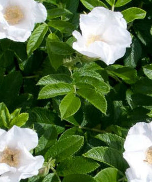 White Ramanas Rose Hedging - Rosa rugosa alba - Trees by Post