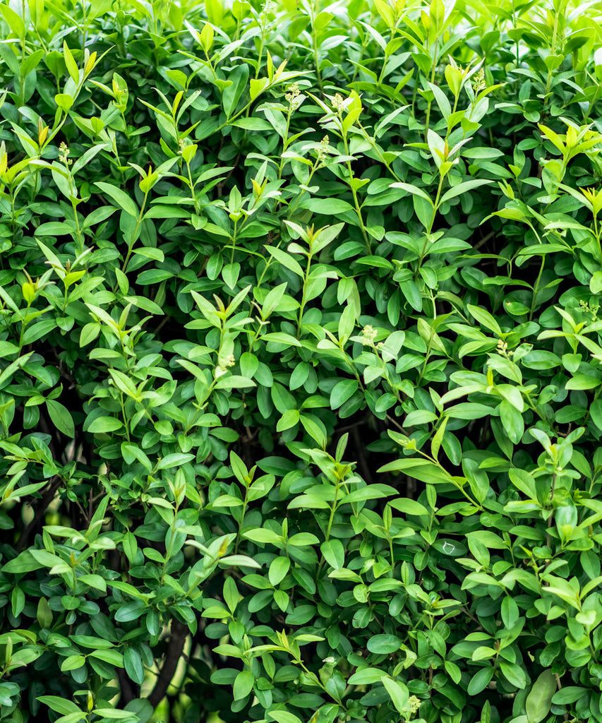 Common Privet - Ligustrum vulgare - Trees by Post