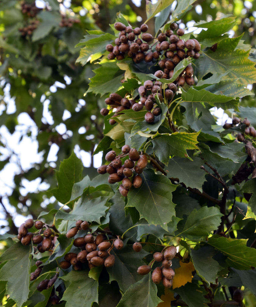 Wild Service Tree - Sorbus torminalis - Trees by Post