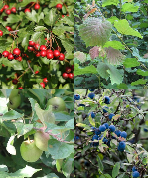 Wildlife Hedging Mix - Trees by Post