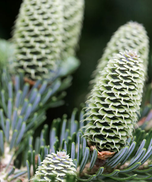 Fraser Fir - Abies fraserii - Trees by Post