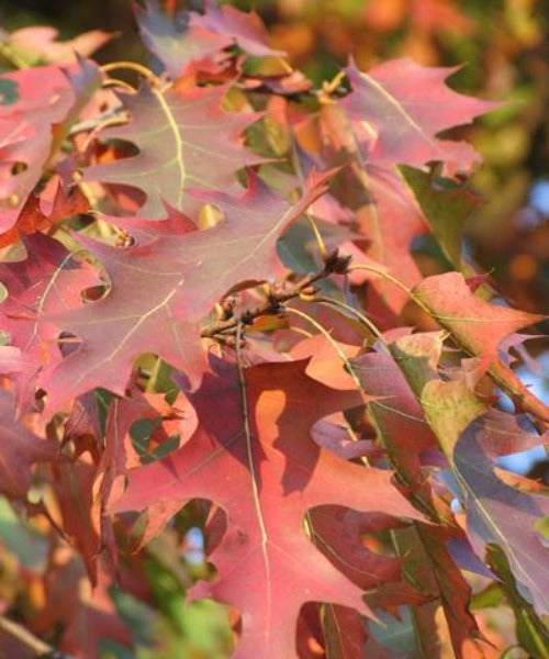 American Red Oak - Quercus rubra - Trees by Post