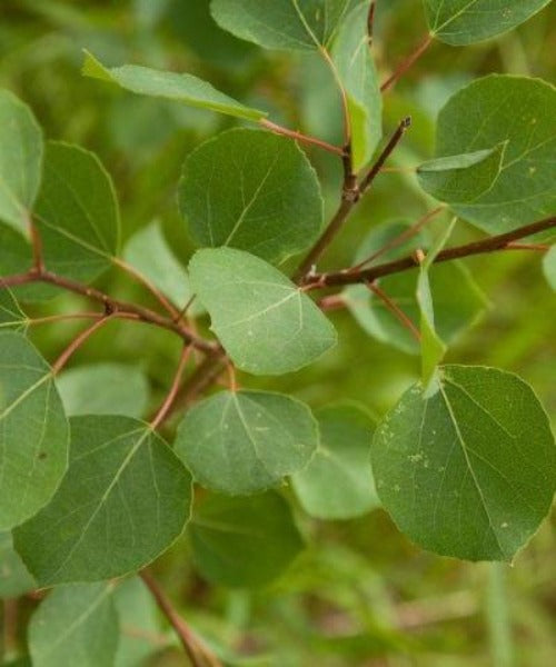 Aspen Trees - Populus tremula - Trees by Post