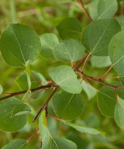 Aspen Trees - Populus tremula - Trees by Post