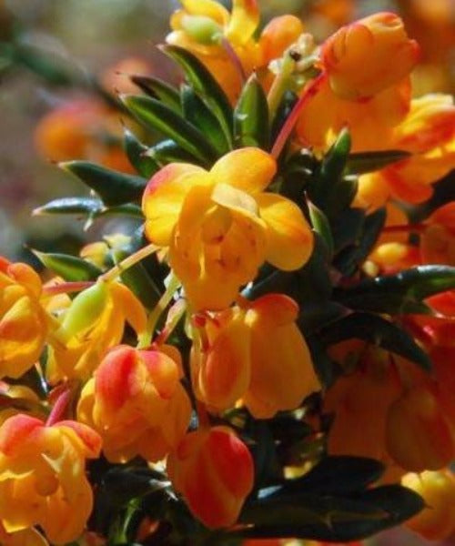 Barberry Shrubs - Berberis darwinii - Trees by Post