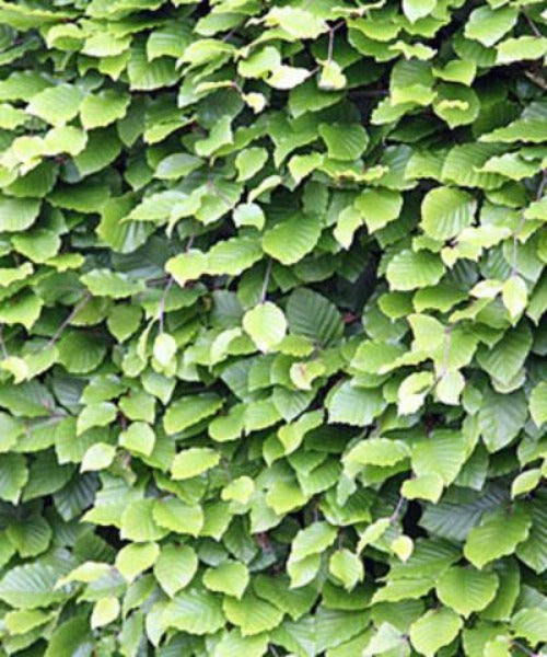 Beech Hedging - Fagus sylvatica - Trees by Post