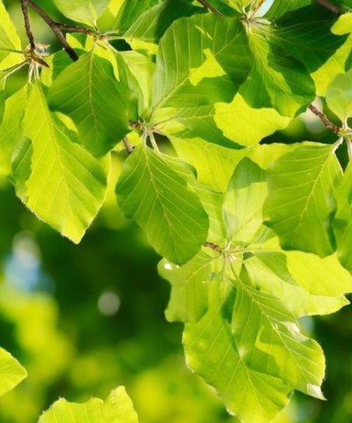 Beech Hedging - Fagus sylvatica - Trees by Post