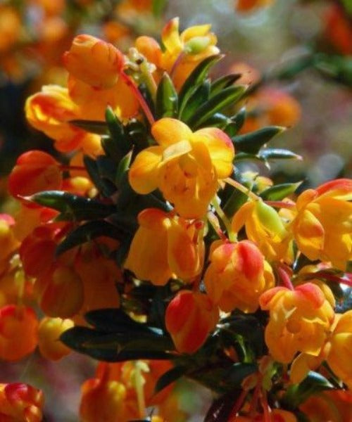 Barberry Shrubs - Berberis darwinii - Trees by Post