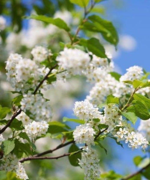 Bird Cherry Trees - Prunus padus - Trees by Post