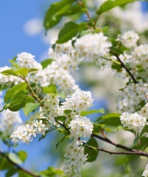 Bird Cherry Trees - Prunus padus - Trees by Post