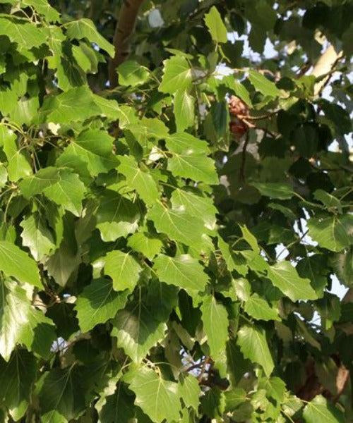 Black Poplar Trees - Populus nigra - Trees by Post