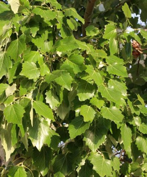 Black Poplar Trees - Populus nigra - Trees by Post