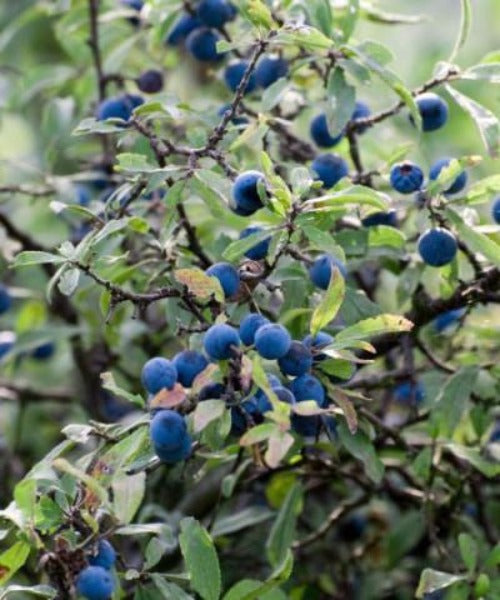 Blackthorn Trees - Prunus spinosa - Trees by Post