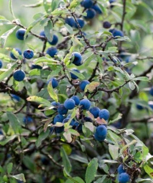 Blackthorn Trees - Prunus spinosa - Trees by Post