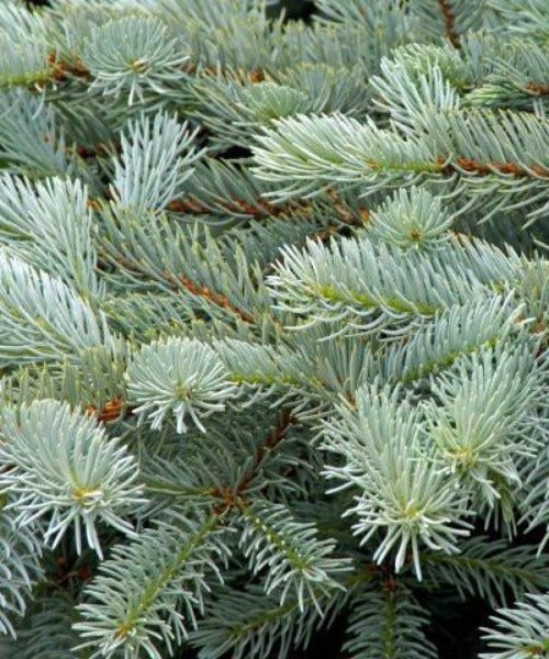 Blue Spruce Trees - Picea pungens - Trees by Post