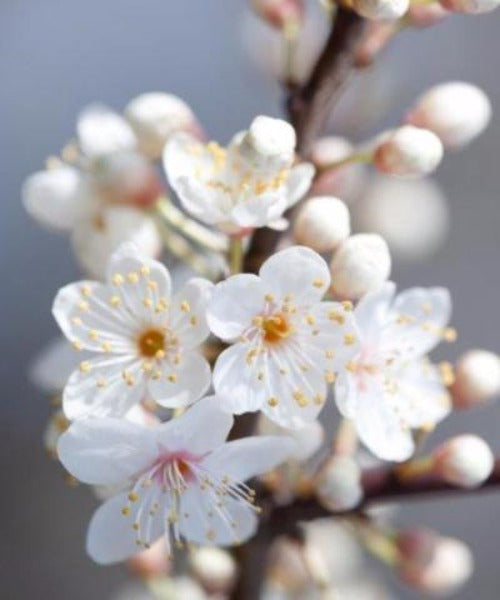 Cherry Plum Trees - Prunus cerasifera - Trees by Post