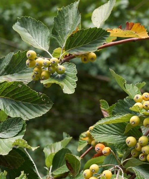 Common Whitebeam Trees - Sorbus aria - Trees by Post