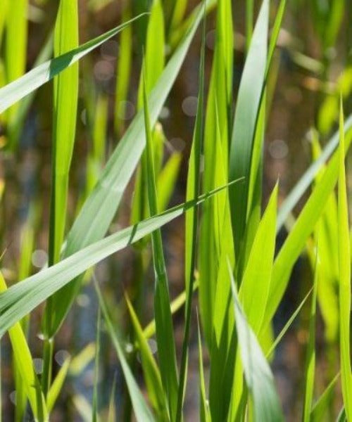 Reeds - Phragmites australis - Trees by Post