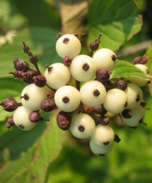 Dogwood - Cornus alba - Trees by Post