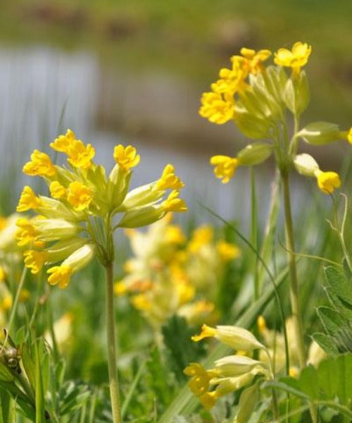 Cowslip - Primula veris - Trees by Post