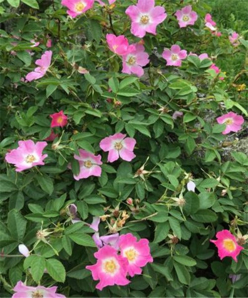 Dog Rose Shrubs - Rosa canina - Trees by Post