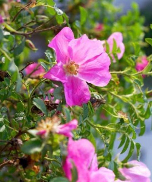 Dog Rose Shrubs - Rosa canina - Trees by Post