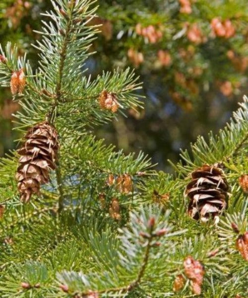 Douglas Fir Trees - Pseudotsuga menziesii - Trees by Post