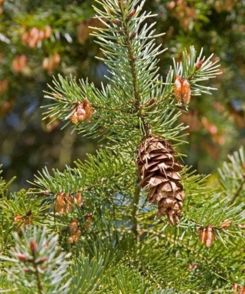 Douglas Fir Trees - Pseudotsuga menziesii - Trees by Post