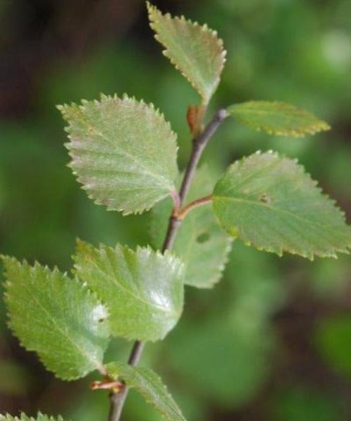 Downy Birch Trees - Betula pubescens - Trees by Post