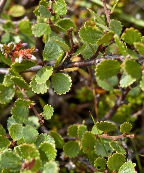 Dwarf Birch Trees - Betula nana - Trees by Post