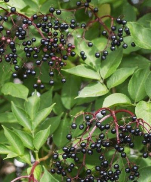 Elder Elderflower Trees - Sambucus nigra - Trees by Post