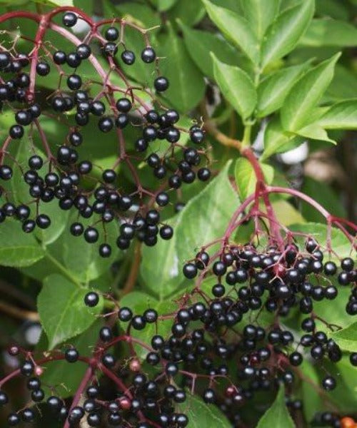 Elder Elderflower Trees - Sambucus nigra - Trees by Post